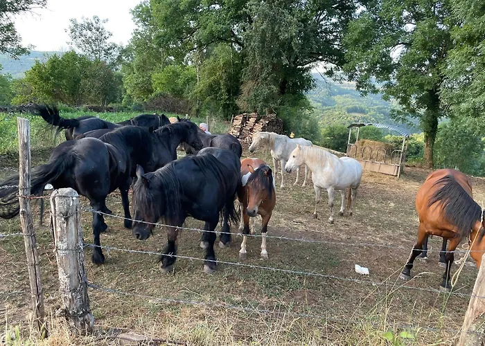 Nyaraló Le Domaine Du Bez De Michel Piscine Sauna Hammam Saint-Laurent-dʼOlt